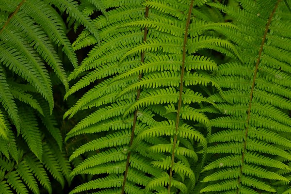 Les pistes écologiques : les tendances bio incontournables pour l'avenir de l'agriculture